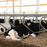 Limiting the amount of time a cow is in headlocks so it can spend time lying or eating has an effect on milk production and cow health.