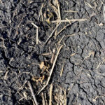 Frost-damaged canola seedlings in a field near St. Francois Xavier.