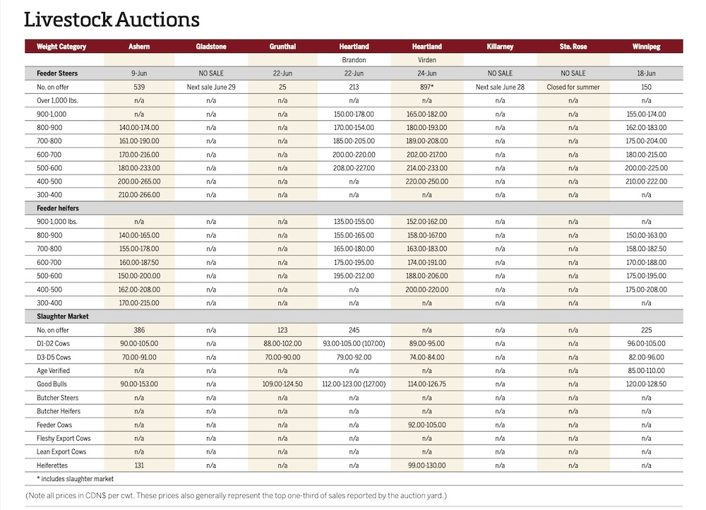 Dry conditions generate slaughter cow traffic