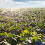 Dryness pushes canola futures higher