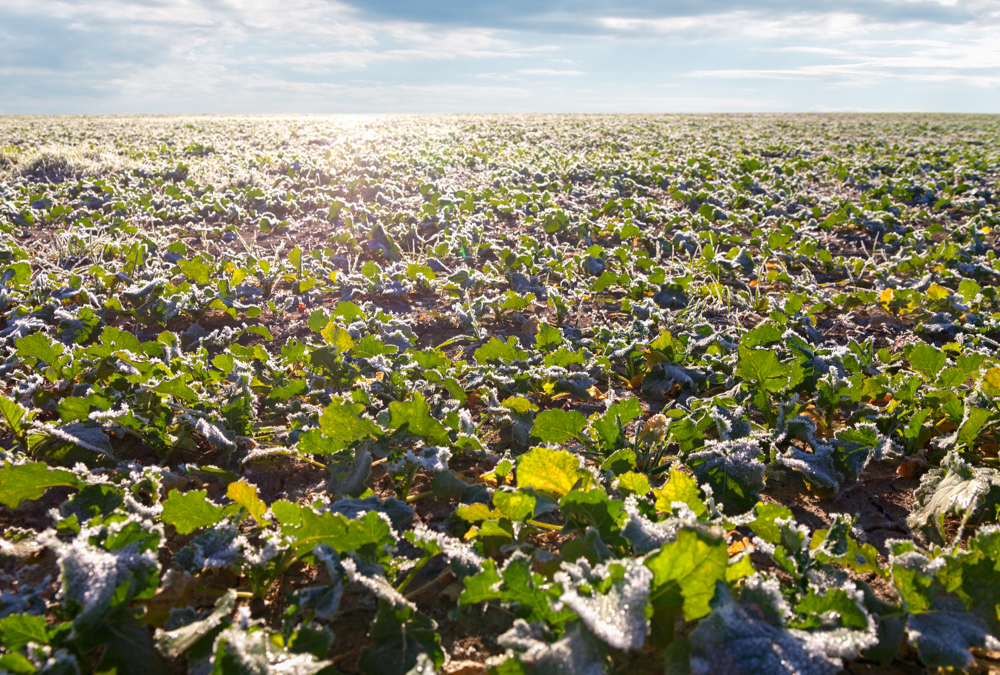 Dryness pushes canola futures higher
