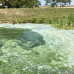 Cyanobacteria, also known as blue-green algae, can produce toxins that are harmful to livestock, wildlife and people.