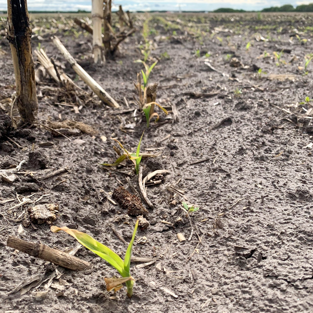 Corn seedlings on the rebound after frost damage in a field near Ste. Rose du Lac.