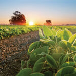 Just a few years ago, many thought their acreage could beat out canola as the province’s top crop.