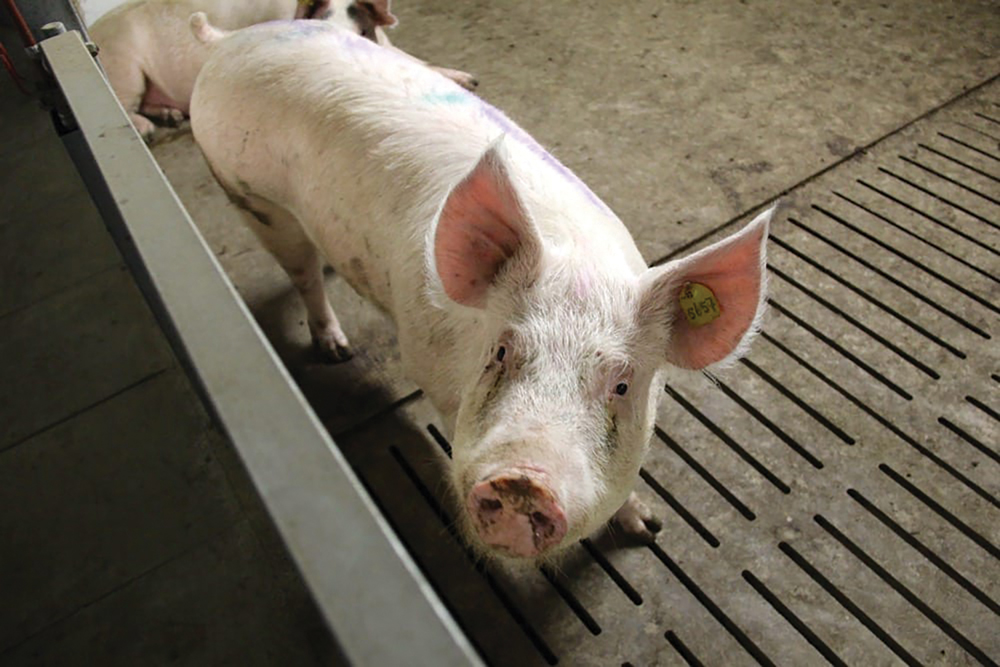 The pork sector was among those applauding the passage of the new legislation.