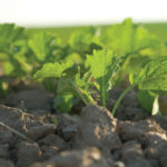 Market participants are banking on new-crop canola production to help relieve glaring supply shortages.