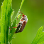 June bugs are an important food source for many other insects.