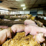 The Manitoba Pork Council claims that the price of a farm visit to pick up deadstock has dramatically increased compared with other provinces where the biowaste recycling company, Rothsay, operates.