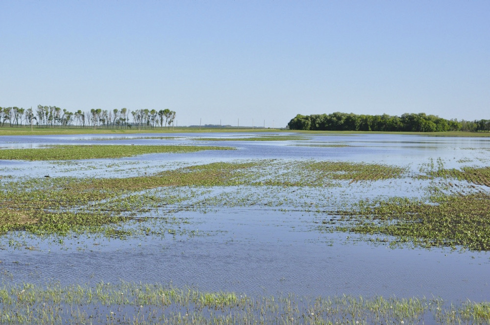 Parts of southern Manitoba saw up to three inches of much-needed precipitation on June 8-9.