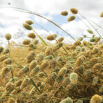 Canary seed growers will benefit from greater legal protections due to the changes.
