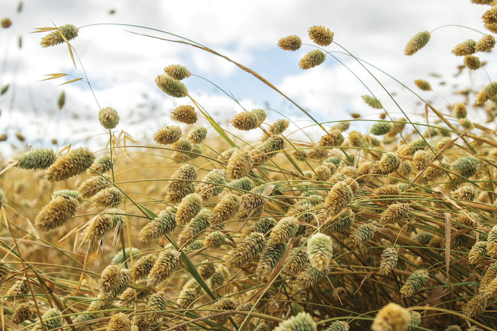 Canary seed growers will benefit from greater legal protections due to the changes.