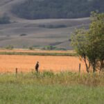 A hawk on a fence post in Saskatchewan’s Qu’Appelle Valley. (Bobloblaw/iStock/Getty Images)