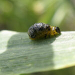 Cereal leaf beetle larvae may leave long, white streaks on cereals, forage grasses and some grassy weeds.