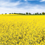 Winter rapeseed production in France is likely to fall below three million tonnes for the first time in 20 years.