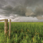 Further speculative shakeouts aside, weather and its effects on crops in progress will remain the major market mover in coming weeks.