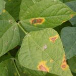 Mature lesions caused by common bacterial blight in dry beans.