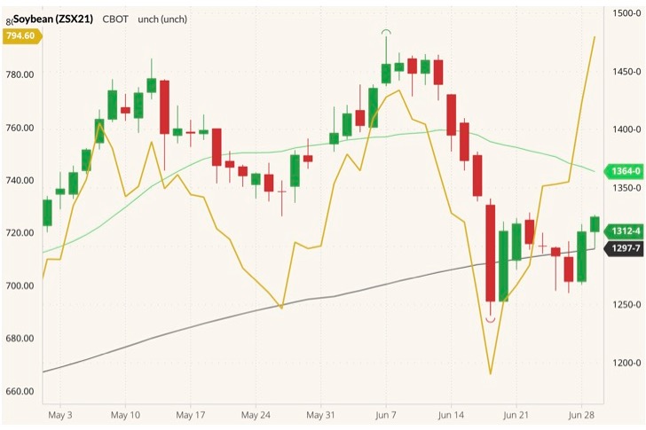 CBOT November 2021 soybeans (candlesticks) with 20- and 100-day moving averages (green and black lines) and ICE November 2021 canola (yellow line, left column). (Barchart)
