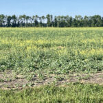 While it is important to be aware of risks associated with feeding canola forage, it may provide an alternate forage for drought-stricken livestock producers.