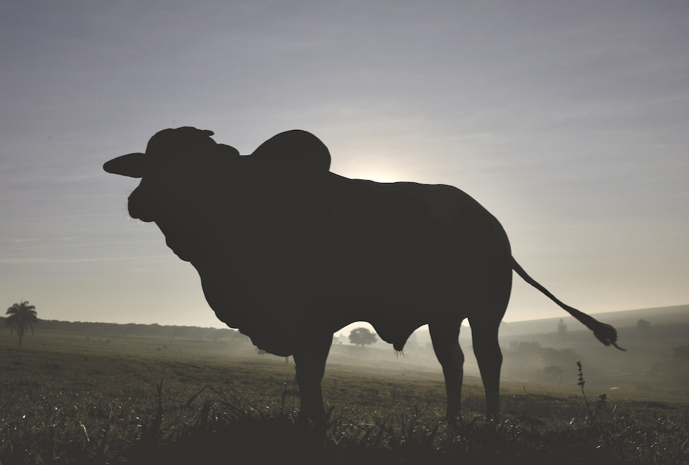 Latin American nations say their beef sector shouldn’t bear the responsibility for cleaning up the messes of others.