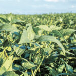 Soy Canada says the Prairies are the country’s growth region for soybeans.