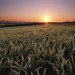 Cereals Canada’s executive committee unchanged