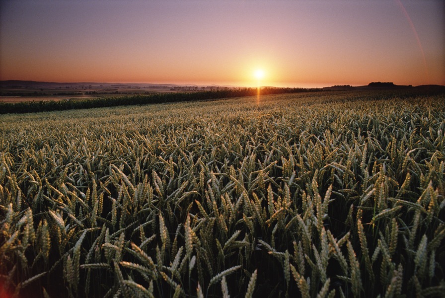 Cereals Canada’s executive committee unchanged