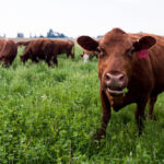 Adaptive multi-paddock grazing is among the practices supported by the program.