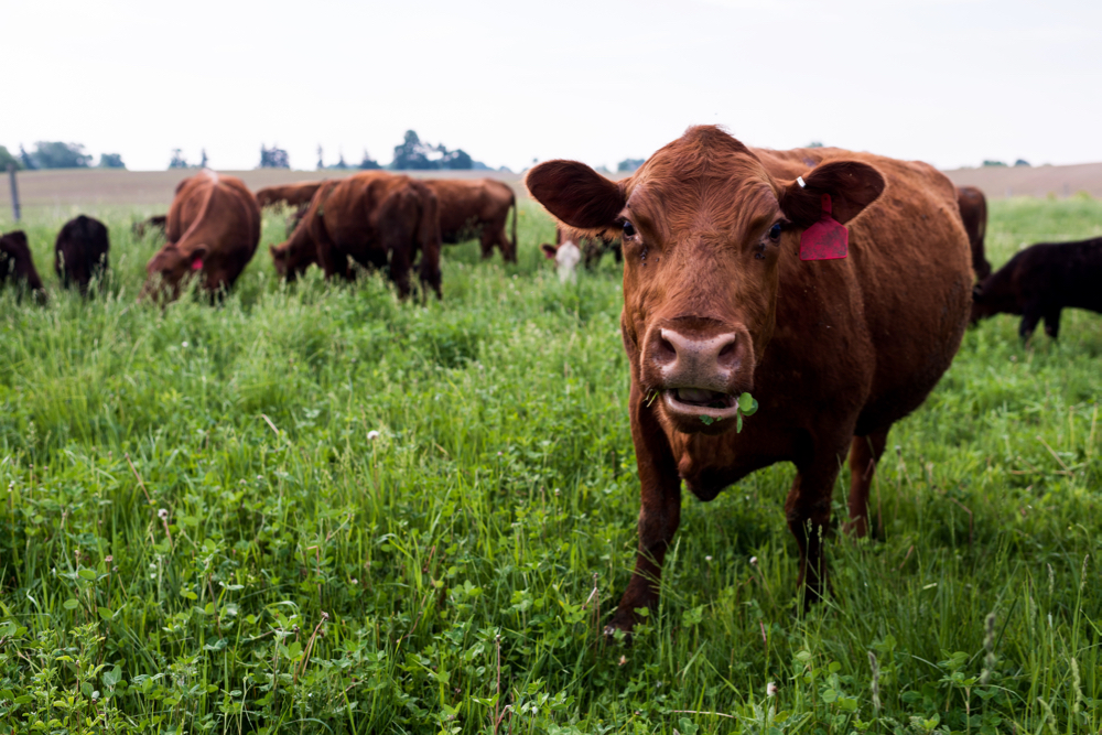 Adaptive multi-paddock grazing is among the practices supported by the program.