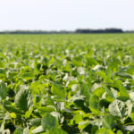 The pros and cons of non-GM soybeans