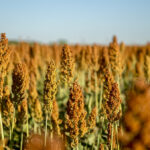 sorghum