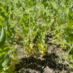 Field peas show symptoms of nitrogen deficiency.