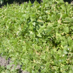 Spotlight on bacterial blight