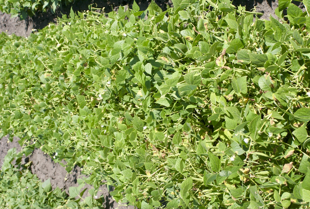 Spotlight on bacterial blight