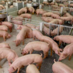 Porcine Reproductive and Respiratory Syndrome virus has been likened to COVID-19 and new, more-infectious variants are prompting health officials to call for increased surveillance and vaccination.