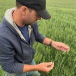 Farmer and Grainews columnist Toban Dyck inspects wheat on July 6, 2021 near Winkler, Man., where hot and dry weather has led to thin, uneven stands. (Photo: Reuters/Rod Nickel)
