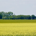 Rain on some parts of the Prairies last week pressured canola values lower, but the futures recovered as expectations for more rain were dashed.
