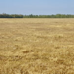 Critically dry pasture in the RM of Fisher shows little growth in July after only three weeks of grazing.