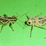 Two pest species, the clear-winged grasshopper (left) and two-striped grasshopper have caused damage for farmers this year.