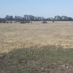 Cattle search for grazing on one of the Interlake’s sparse pastures in July.