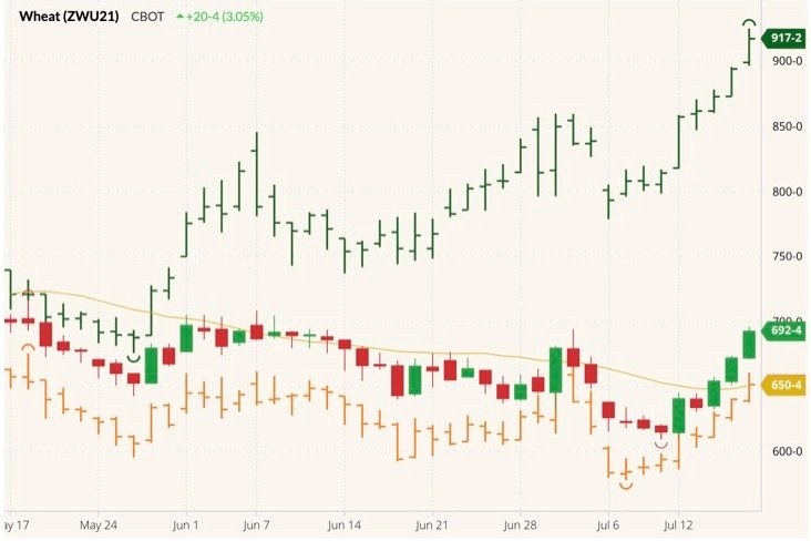 CBOT September 2021 wheat (candlesticks) with  20-day moving average (yellow line) and MGEX and K.C. September wheats (green and orange O/H/L/C). (Barchart)
