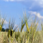 Barley acres in 2021 are down in place of wheat in the U.K.