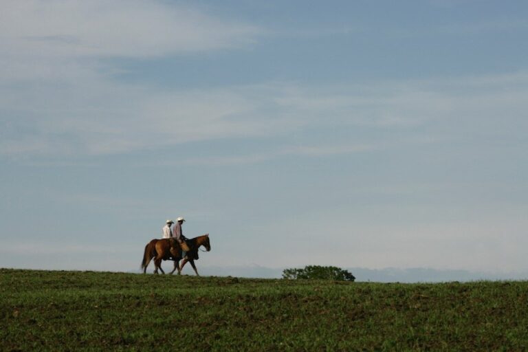 There's many reasons as to why a horse rolls on the ground