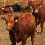 (Photo courtesy Canada Beef Inc.)
