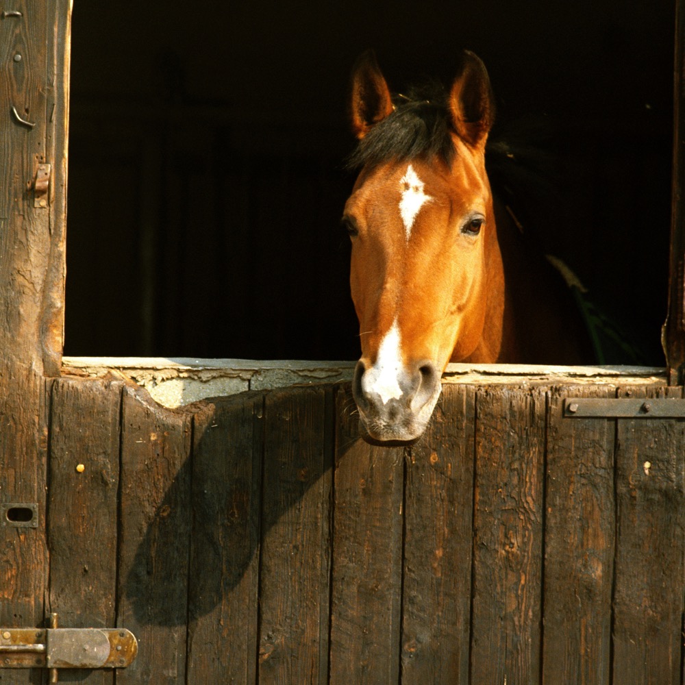A horse’s relationship to other horses is of primary importance to a horse’s nature and psyche.