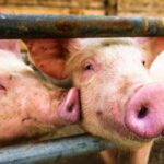 File photo of pigs on a farm in Germany. (FooTToo/iStock/Getty Images)