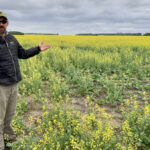 Andy Keen looks over his canola near Manitou on July 6. Hot, dry weather has caused canola to flower too early, harming its yield potential.
