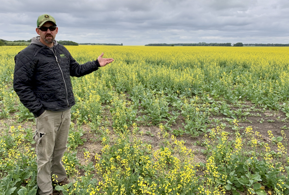 Andy Keen looks over his canola near Manitou on July 6. Hot, dry weather has caused canola to flower too early, harming its yield potential.