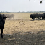 Grain growers and livestock producers could help each other out, but time is short. 