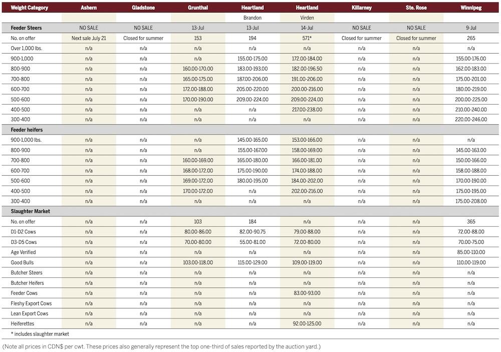 Temperatures rise but prices cool at cattle auctions