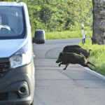 Until now all cases of swine fever in Germany had been in the wild boar population.